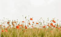 yellow field red flowers zero emissions